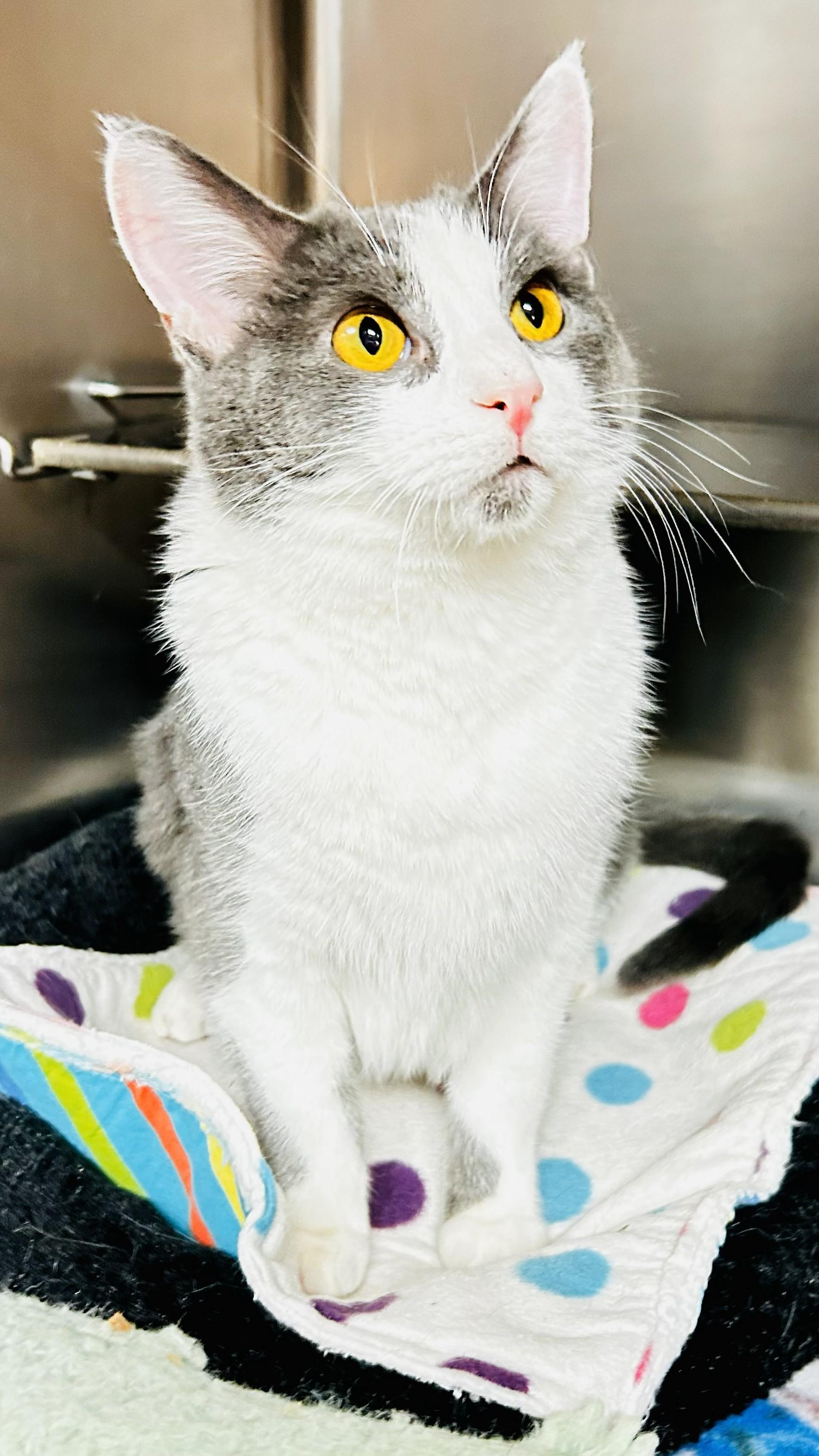 Enlarge Eeyore, an adopted Domestic Short Hair in Crestwood, MO image 2/3