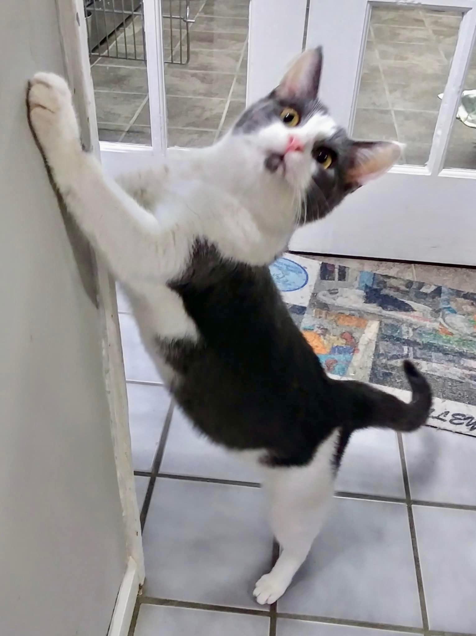 Enlarge Eeyore, an adopted Domestic Short Hair in Crestwood, MO image 3/3