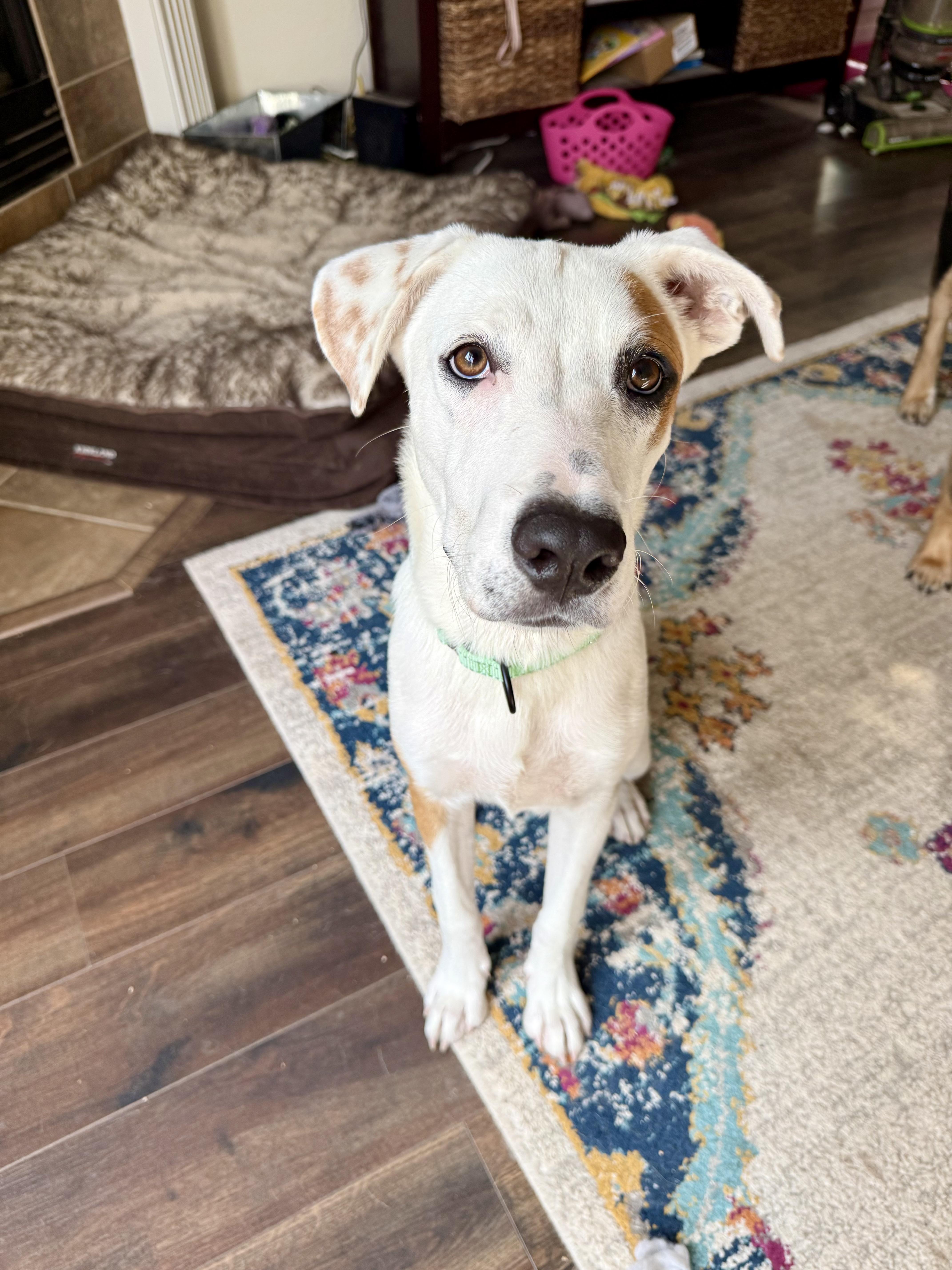 Enlarge George, an adopted mixed breed in Waukesha, WI image 2/6
