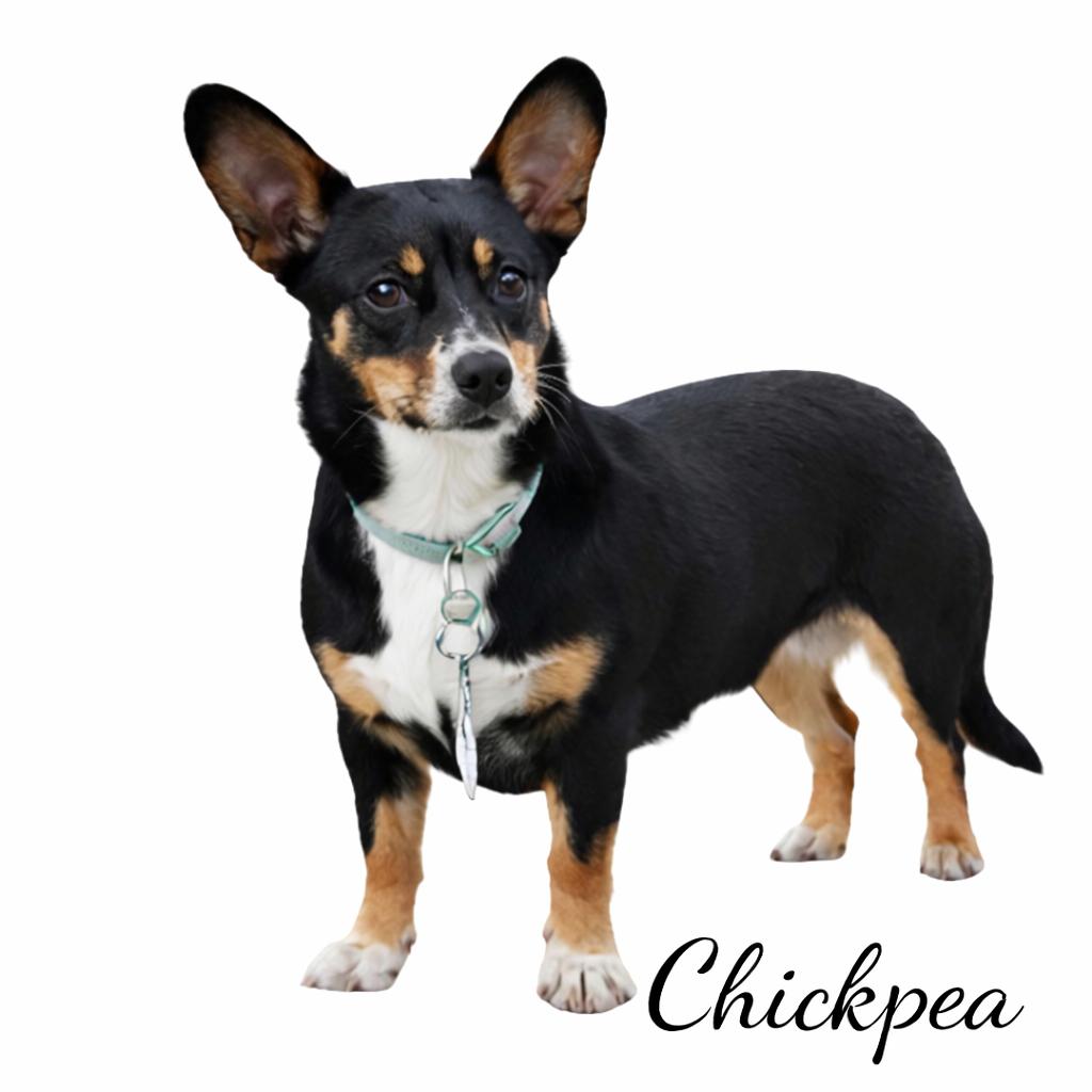 Chickpea, adopted, Adult Female Mixed Breed.