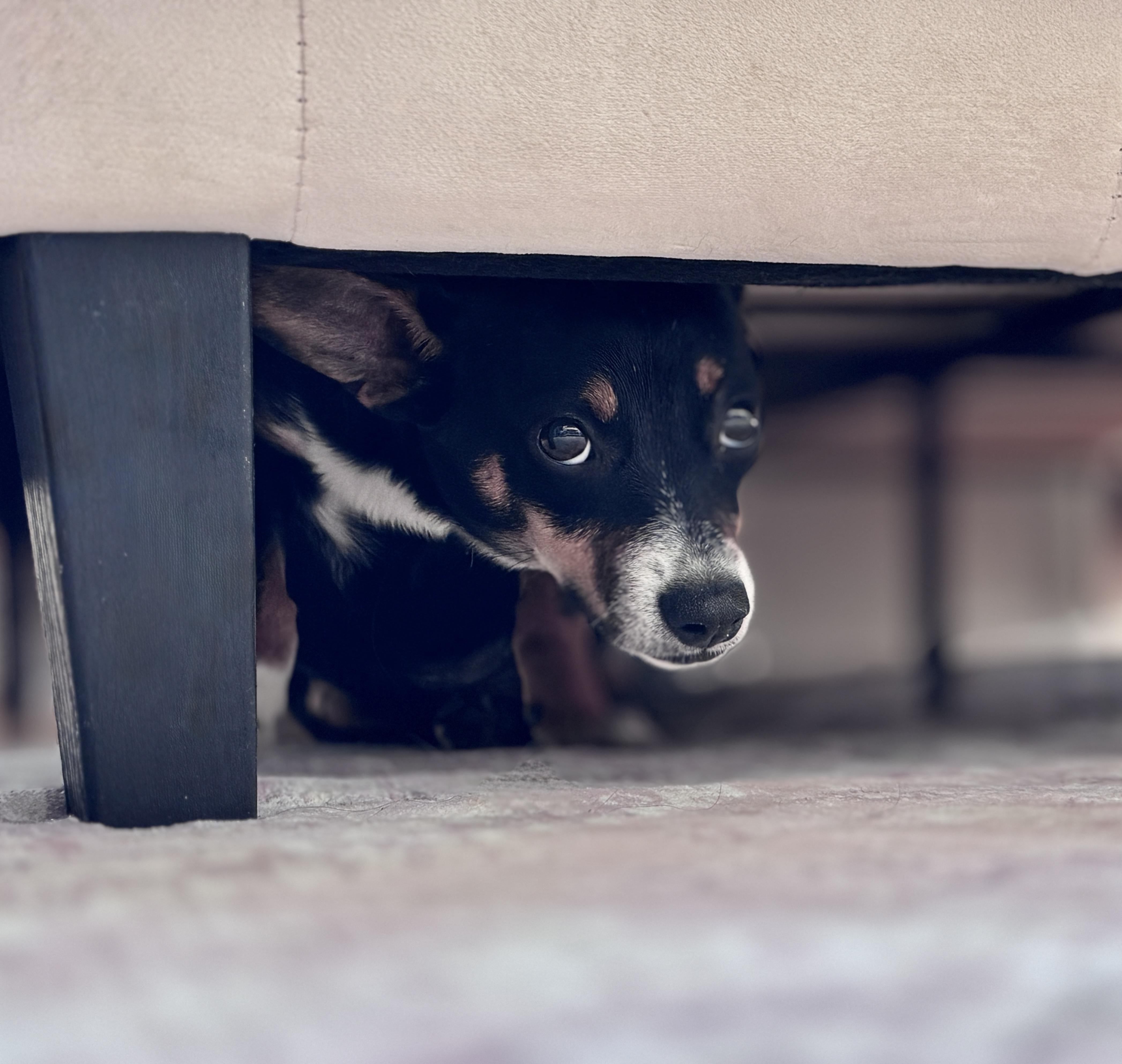 Enlarge Chickpea, an adopted mixed breed in SYLVANIA, GA image 2/2