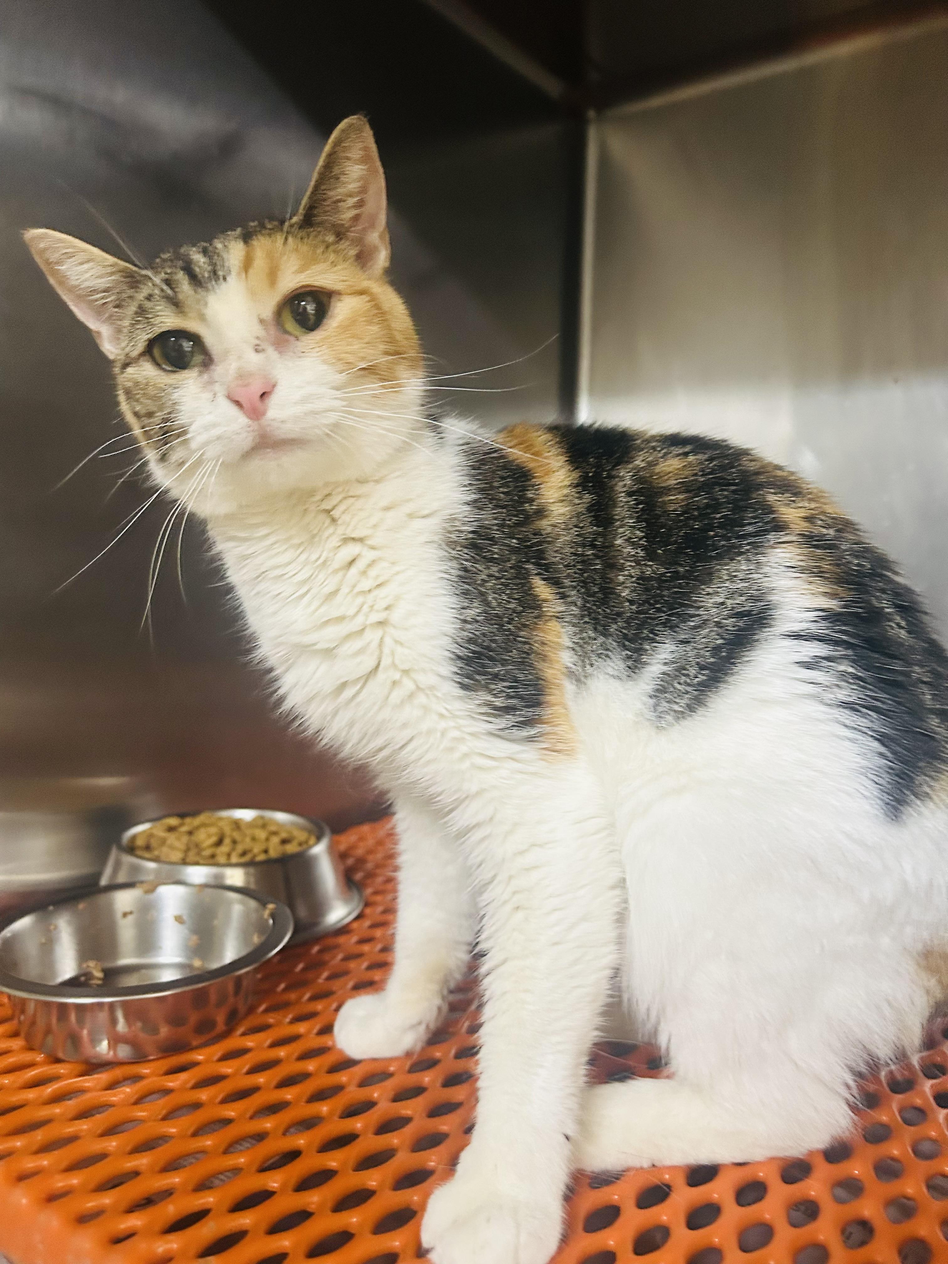 Sashay Sasha, a Adoptable Domestic Short Hair in Hoboken, NJ image 1/3