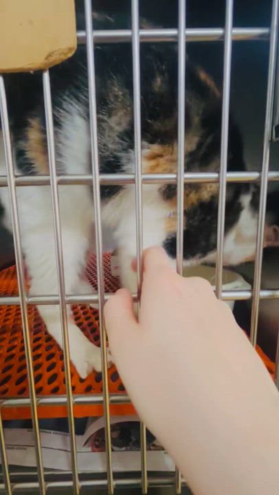 Enlarge Sashay Sasha, a Adoptable Domestic Short Hair in Hoboken, NJ video 3/3