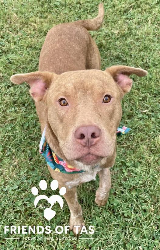 Enlarge Rambo, a Adoptable Mixed Breed in Broken Arrow, OK image 1/3