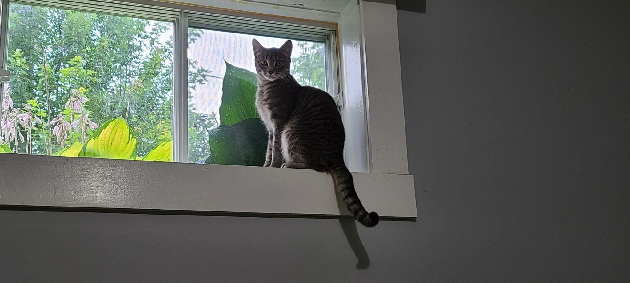 George & Ozzy, Adult Male Domestic Short Hair
