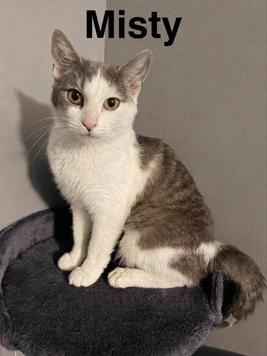 Misty, ADOPTABLE, Young Female American Shorthair.