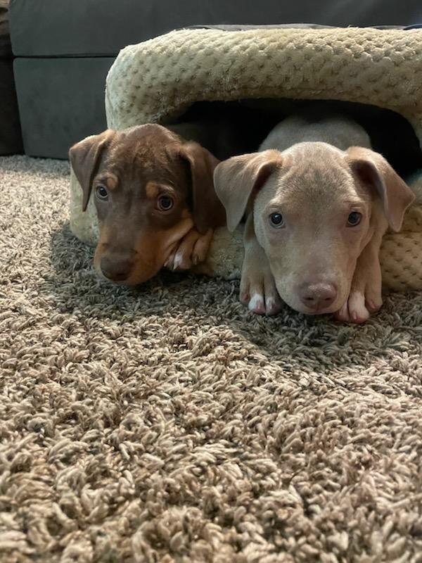 Milo, Adopted, Puppy Male Staffordshire Bull Terrier.