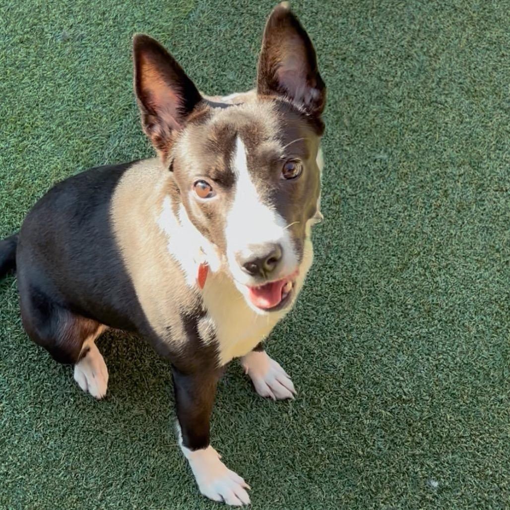 Enlarge Porkchop, a Adoptable mixed breed in Chicago, IL image 3/4