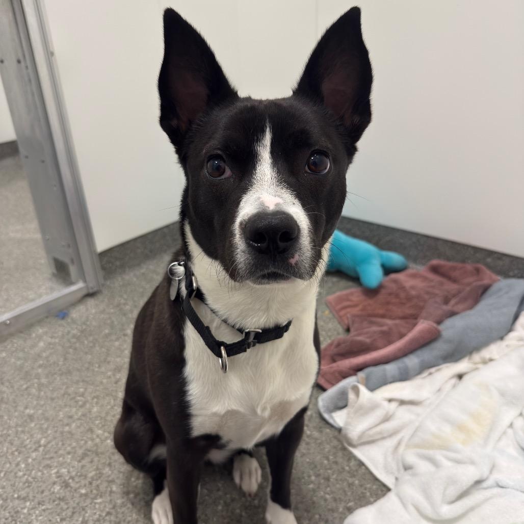 Enlarge Porkchop, a Adoptable mixed breed in Chicago, IL image 4/4