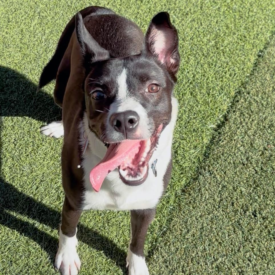 Porkchop, Adoptable, Adult Female Mixed Breed.