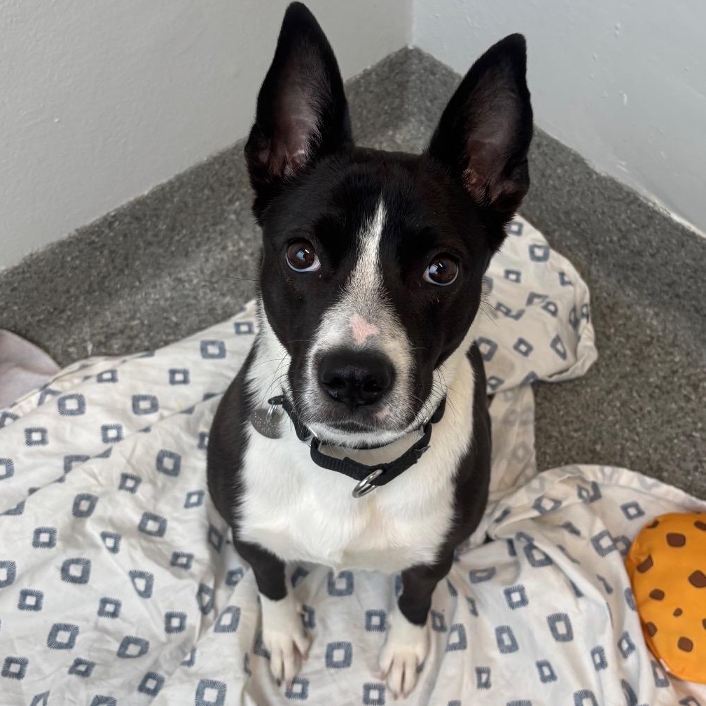Enlarge Porkchop, a Adoptable mixed breed in Chicago, IL image 2/4