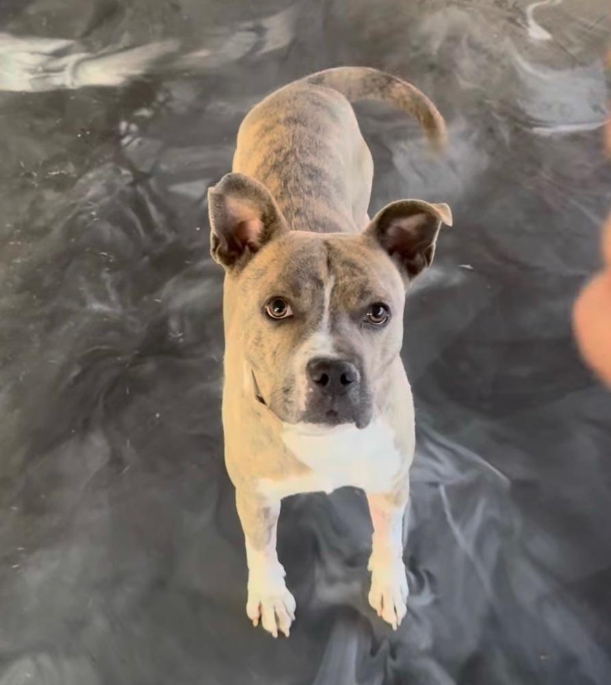 Jicama, Adoptable, Adult Male Pit Bull Terrier.