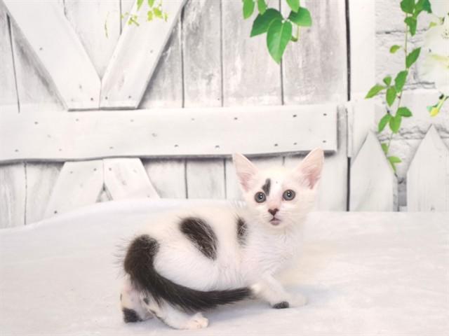 SARAH, Adoptable, Kitten Female Domestic Short Hair & Domestic Short Hair.