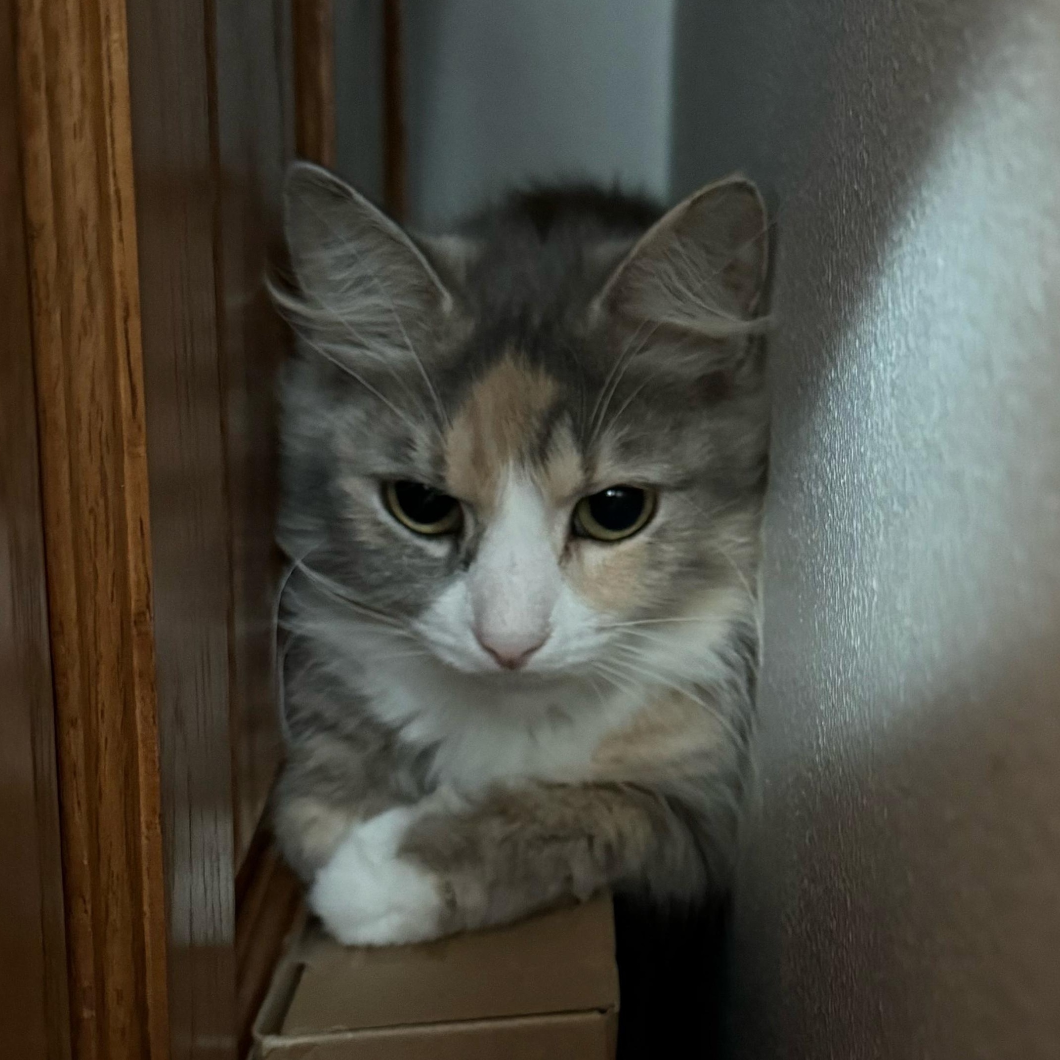 Enlarge Juno, a Adoptable Dilute Calico in Racine, WI image 1/5
