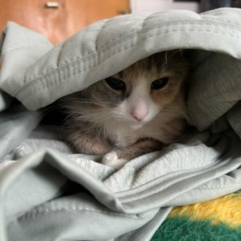 Juno, a Adoptable Dilute Calico in Racine, WI image 1/4