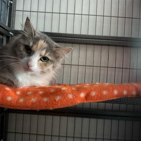 Juno, a Adoptable Dilute Calico in Racine, WI image 2/4