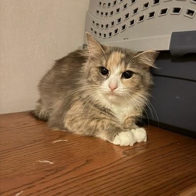 Enlarge Juno, a Adoptable Dilute Calico in Racine, WI image 5/5