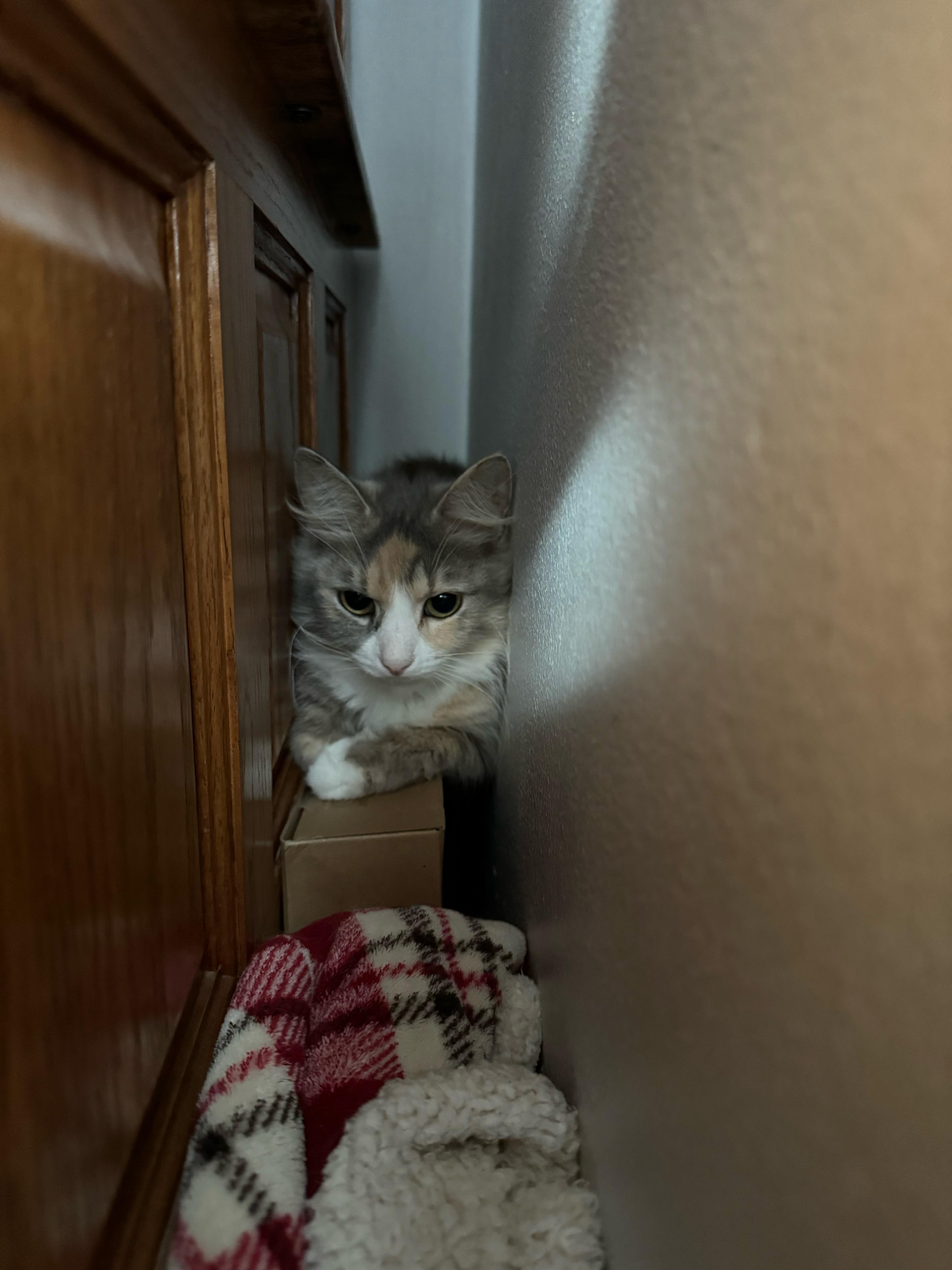 Juno, a Adoptable Dilute Calico in Racine, WI image 4/4