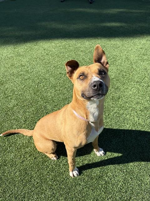 OLLIE, Adoptable, Adult Female Pit Bull Terrier & Mixed Breed.