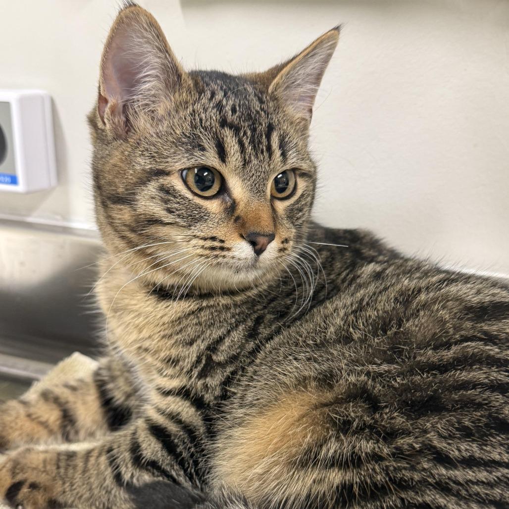 Moxie, a Adoptable Domestic Short Hair in Saint Cloud, MN image 1/6