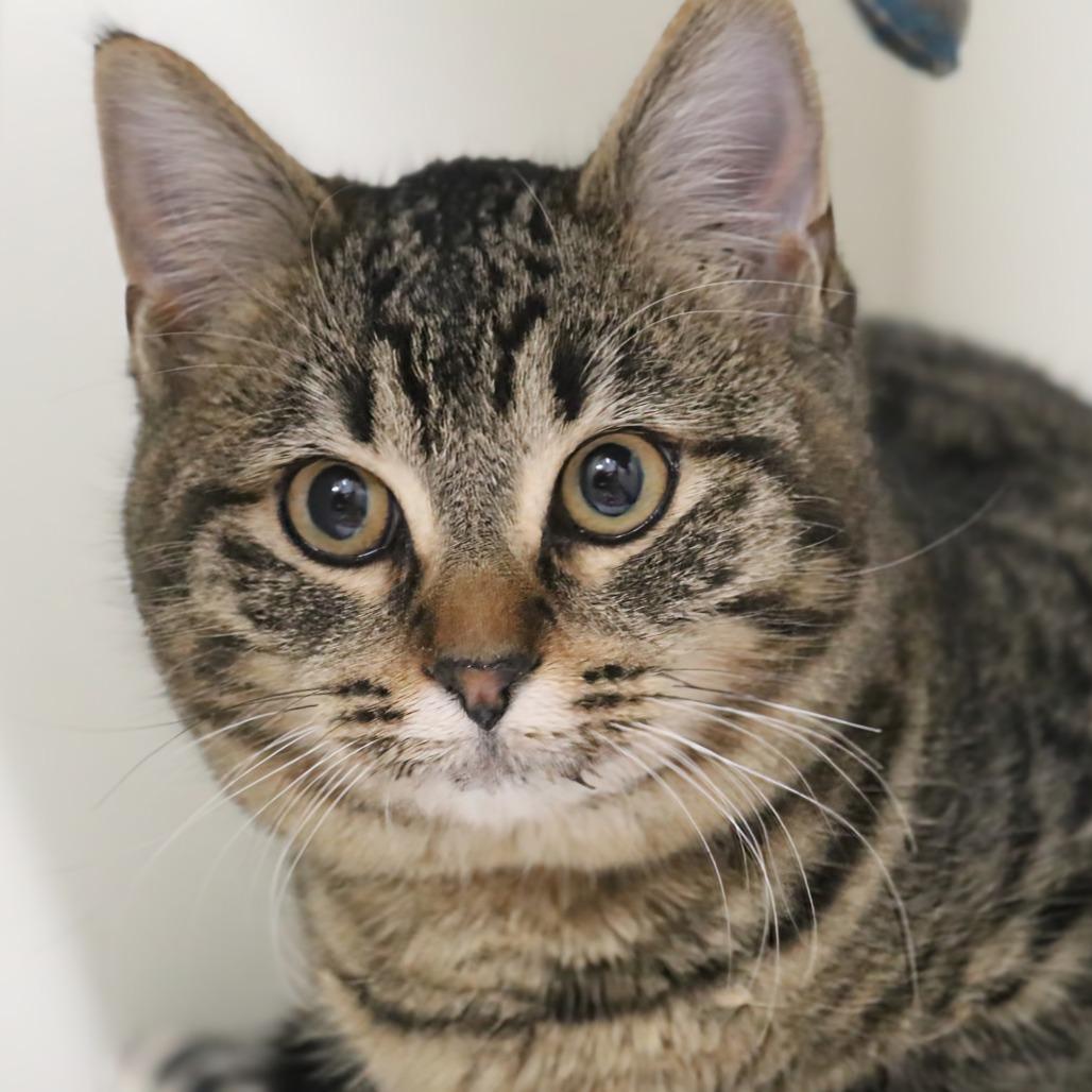 Moxie, Adoptable, Kitten Female Domestic Short Hair.