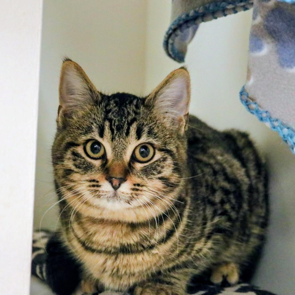 Moxie, a Adoptable Domestic Short Hair in Saint Cloud, MN image 3/6