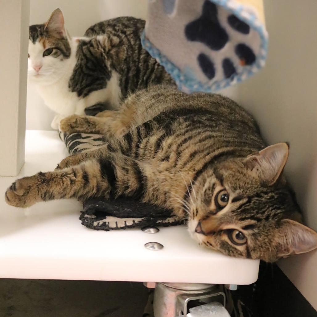 Moxie, a Adoptable Domestic Short Hair in Saint Cloud, MN image 4/6