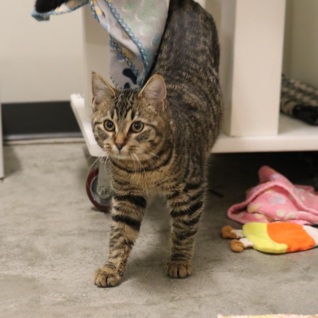 Moxie, a Adoptable Domestic Short Hair in Saint Cloud, MN image 5/6