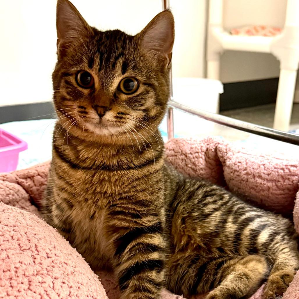 Moxie, a Adoptable Domestic Short Hair in Saint Cloud, MN image 6/6