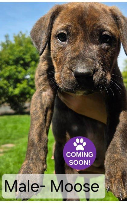 Moose, Adopted, Young Male Labrador Retriever & Cane Corso.