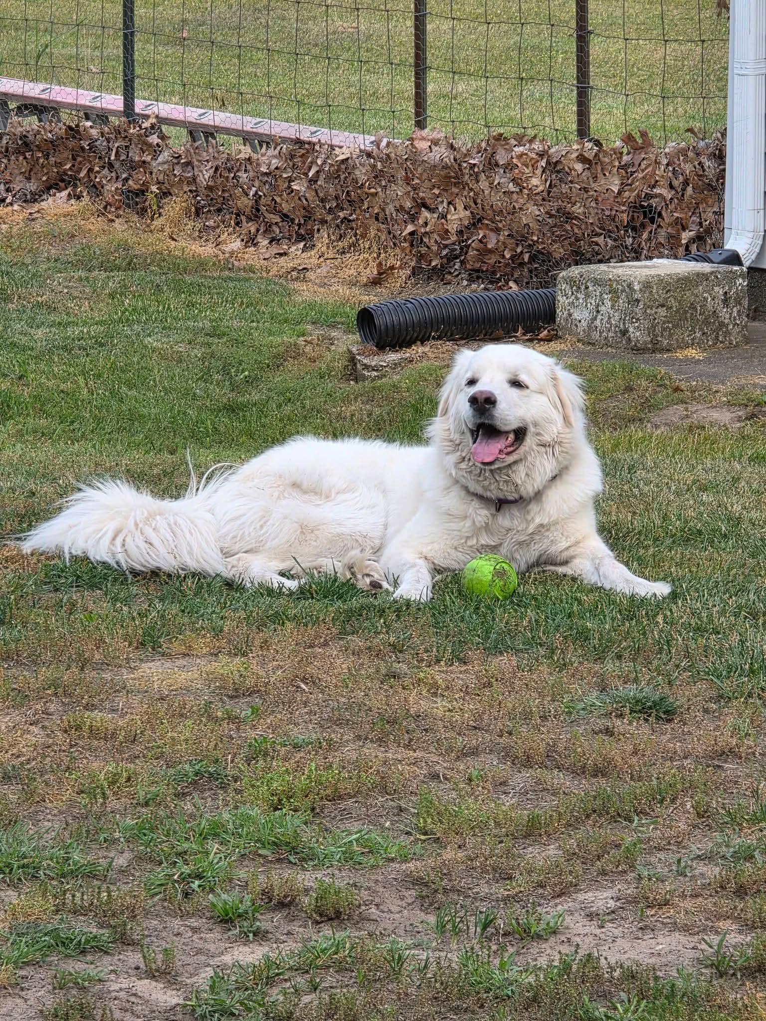 Lapras, Adopted, Adult Female Great Pyrenees.