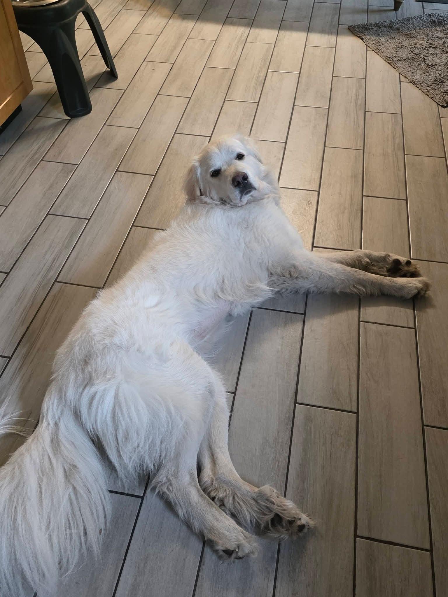 Lapras, a Adopted Great Pyrenees in merrillville, IN image 2/2