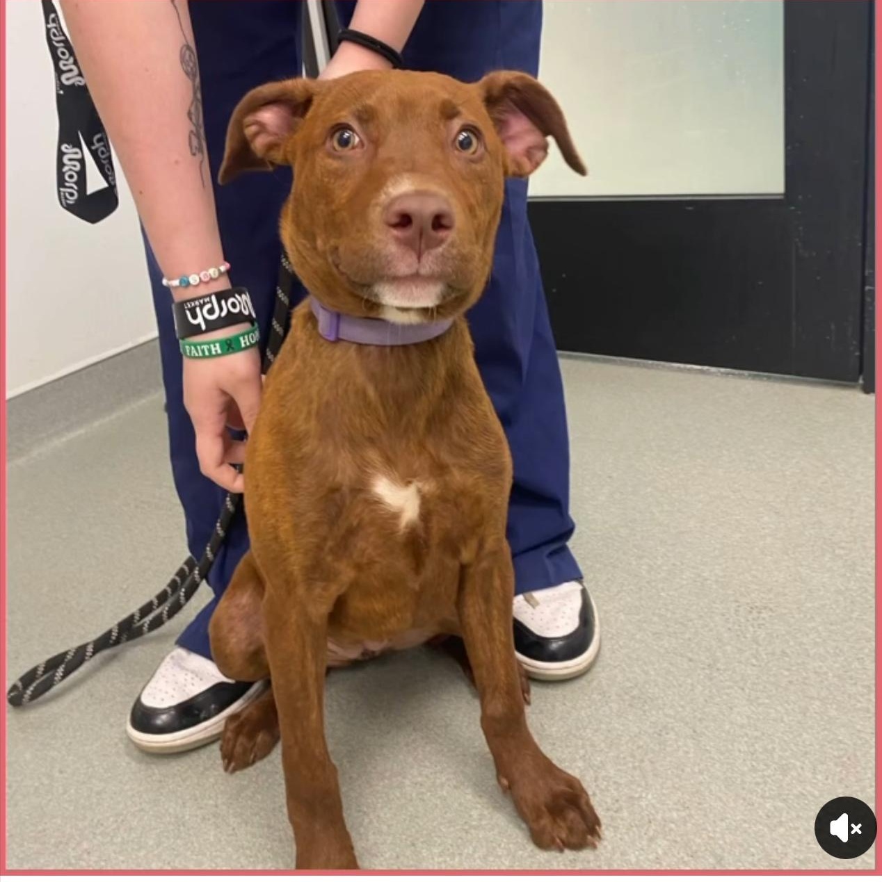 Mochi, ADOPTABLE, Young Female Mixed Breed.