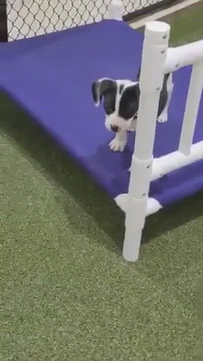 Enlarge Eric, a Adopted mixed breed video 1/6