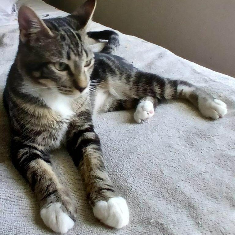 Remy, a Adoptable Domestic Short Hair in Boston, MA image 4/5