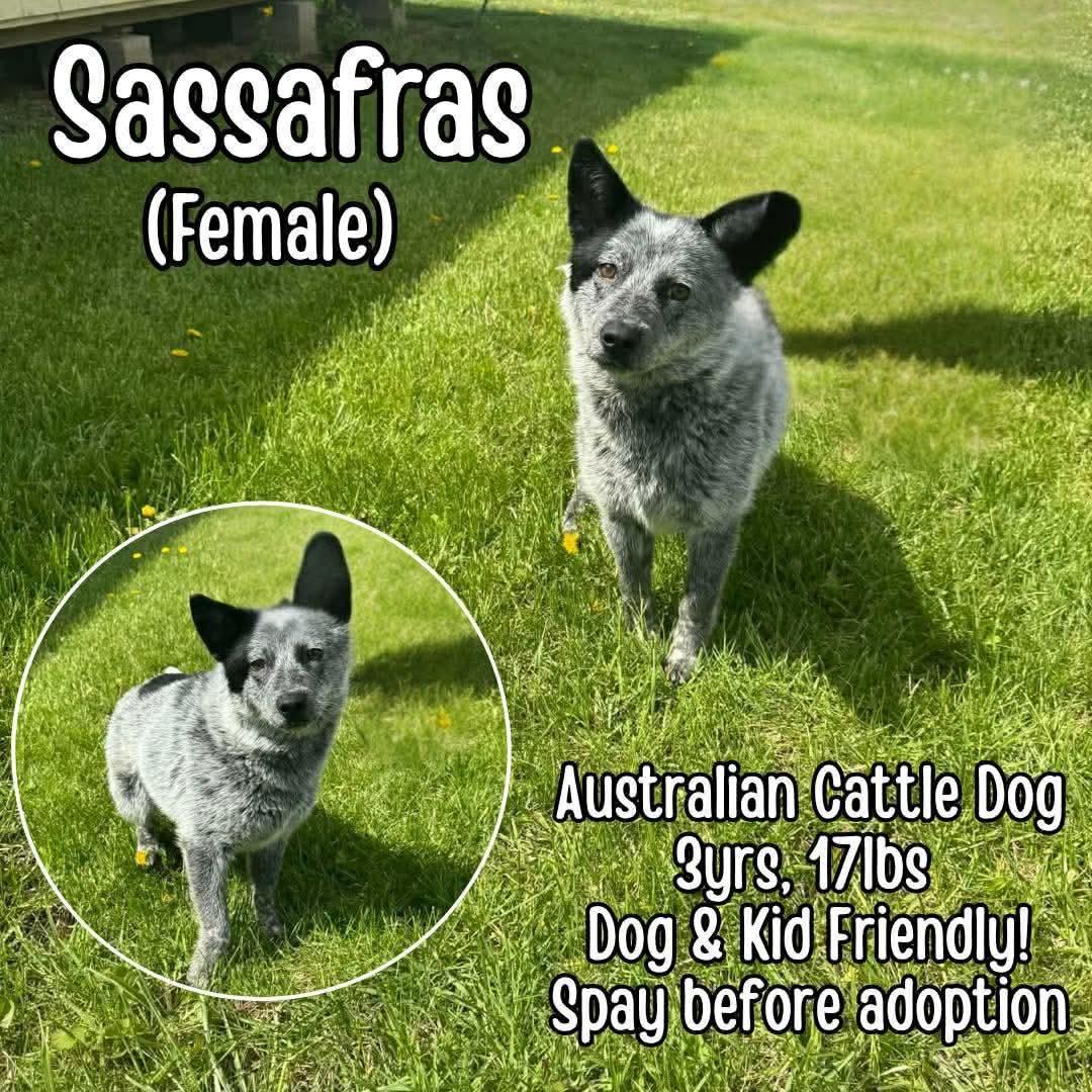 Sassafras, ADOPTABLE, Adult Female Australian Cattle Dog / Blue Heeler.