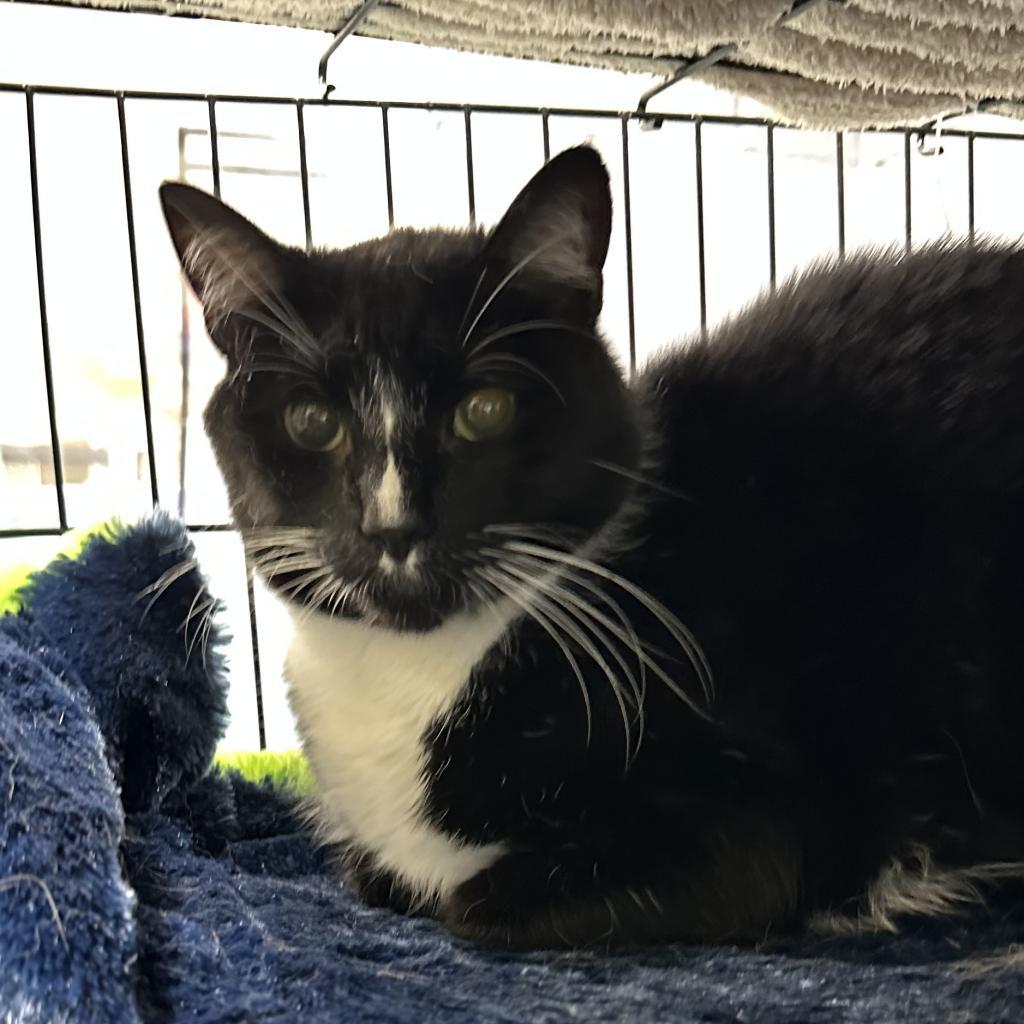 Izzy, a Adoptable Domestic Short Hair in Hampton Bays, NY image 1/3