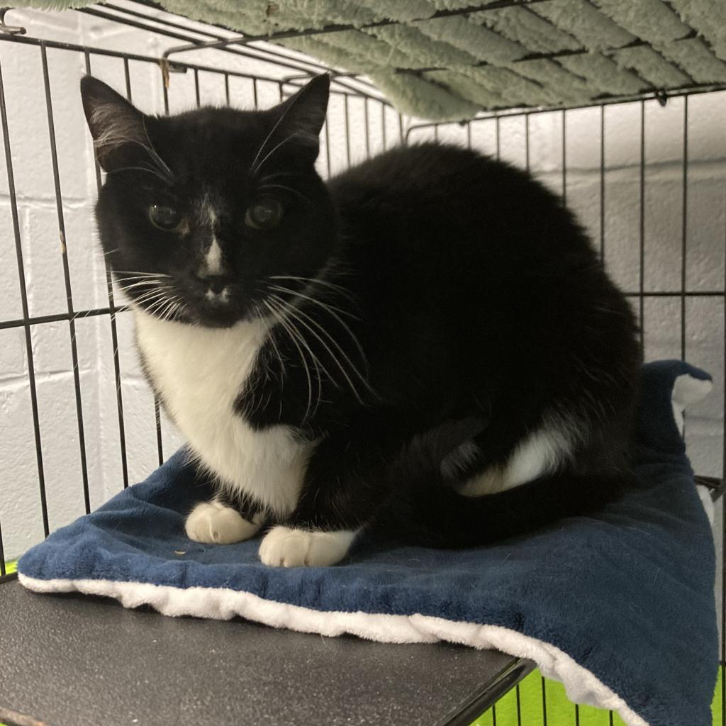 Izzy, a Adoptable Domestic Short Hair in Hampton Bays, NY image 3/3