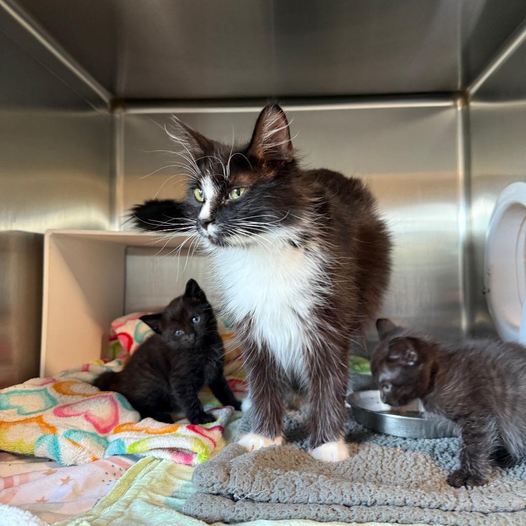 Wednesday, Adoptable, Kitten Female Domestic Short Hair.