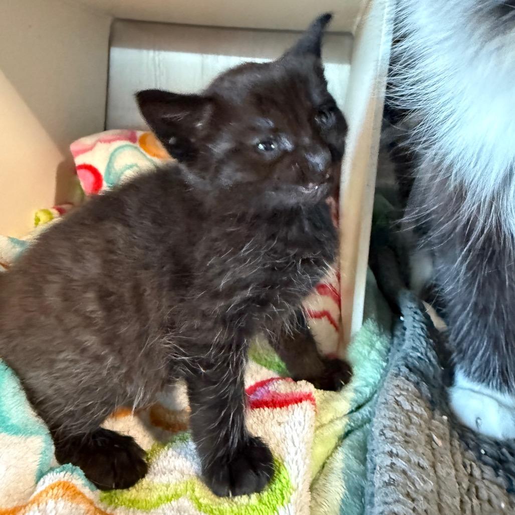 Enlarge Wednesday, a Adoptable Domestic Short Hair in Cedaredge, CO image 2/4