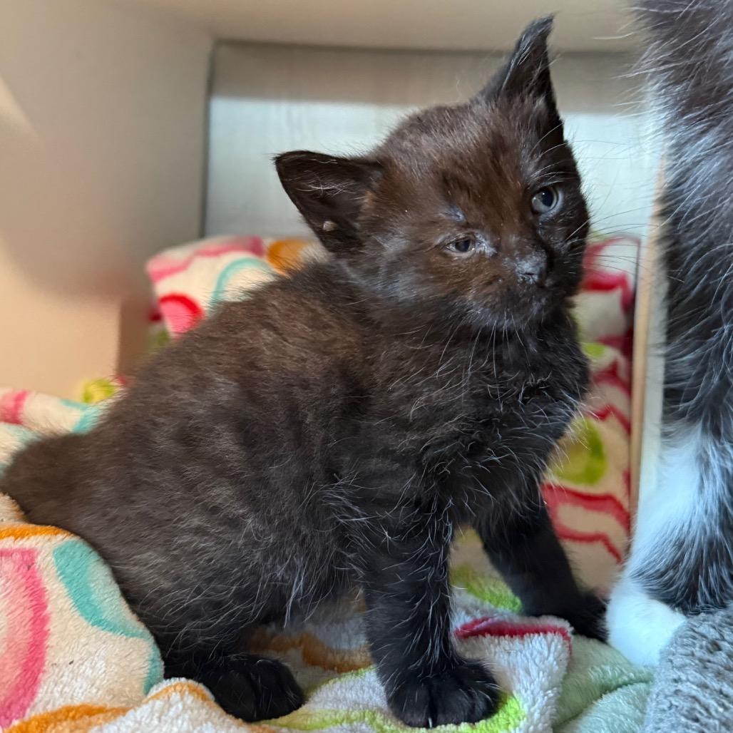 Enlarge Wednesday, a Adoptable Domestic Short Hair in Cedaredge, CO image 3/4