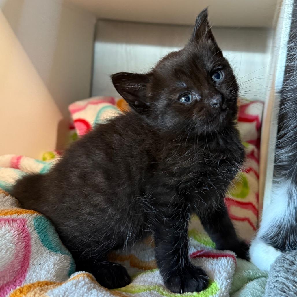Enlarge Wednesday, a Adoptable Domestic Short Hair in Cedaredge, CO image 4/4