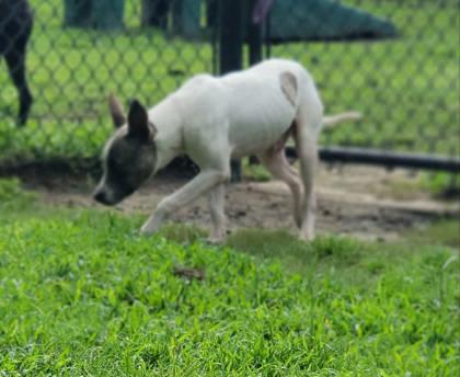 Jagger, Adoptable, Puppy Male Terrier & Mixed Breed.