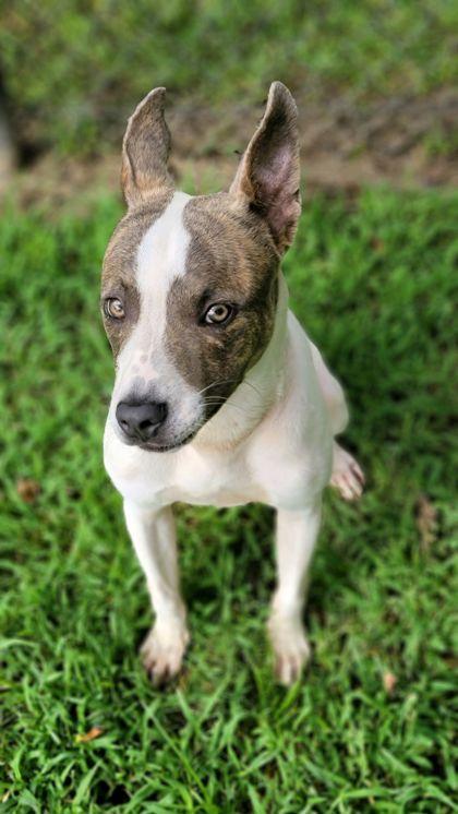 Jagger, Adoptable, Puppy Male Terrier & Mixed Breed.