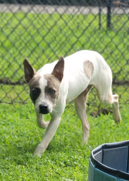 Jagger, a Adoptable mixed breed in Conway, SC image 3/3