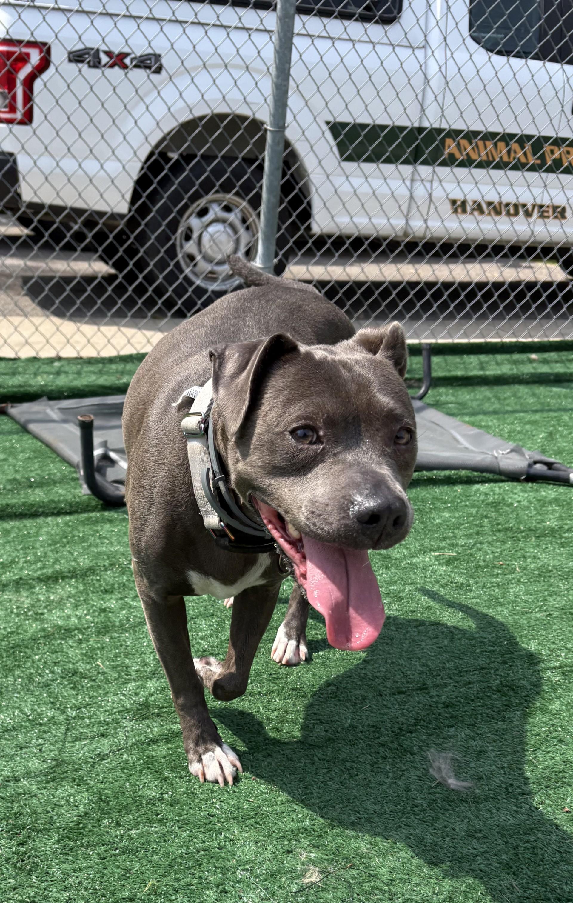 Cinder, a ADOPTABLE mixed breed in Ashland, VA image 2/4