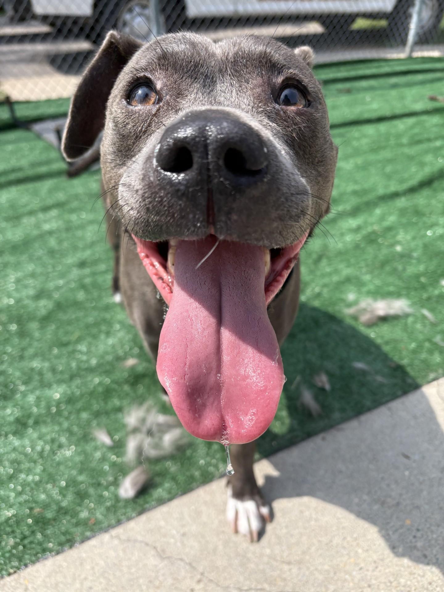 Cinder, a ADOPTABLE mixed breed in Ashland, VA image 1/4