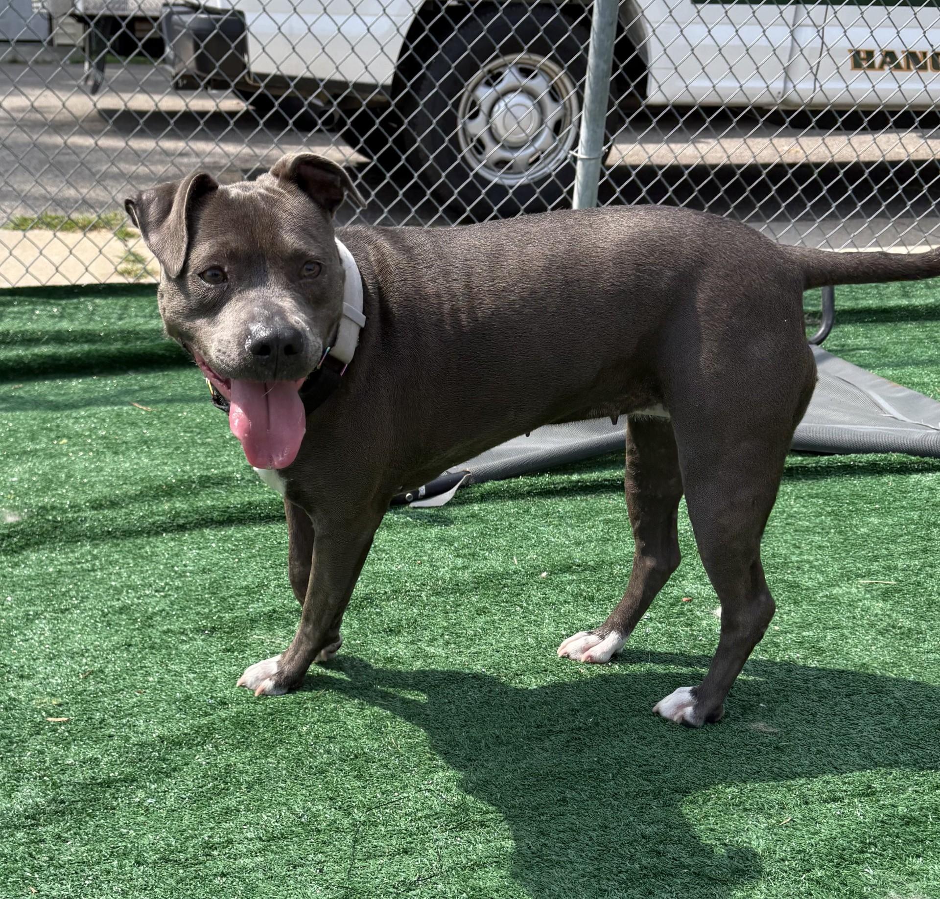 Cinder, a ADOPTABLE mixed breed in Ashland, VA image 3/4