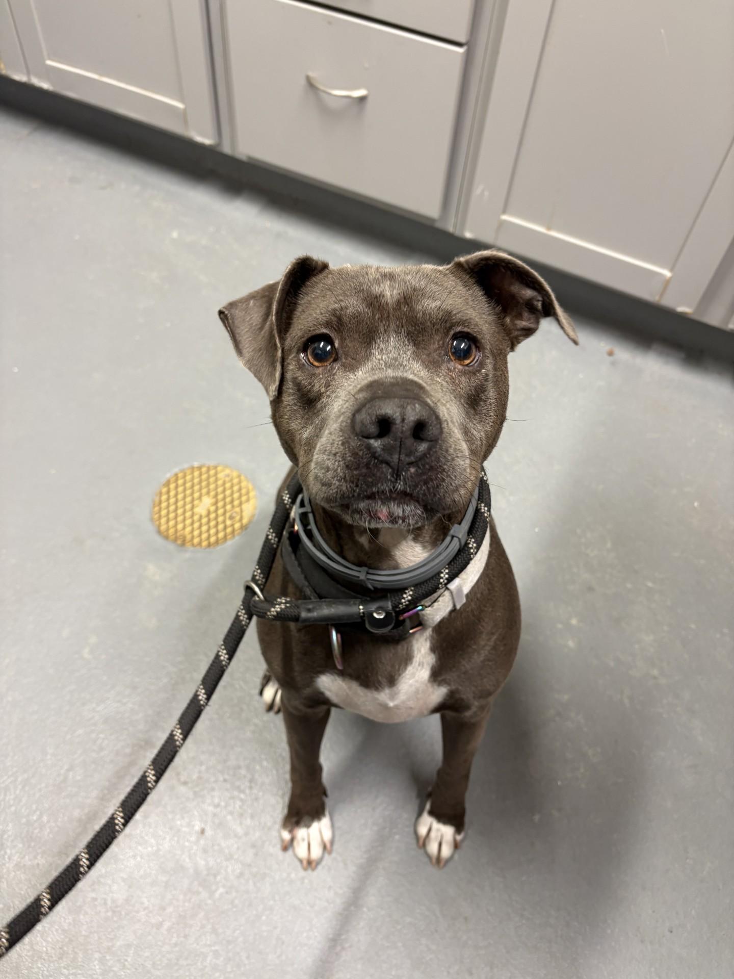 Cinder, adopted, Adult Female Pit Bull Terrier.