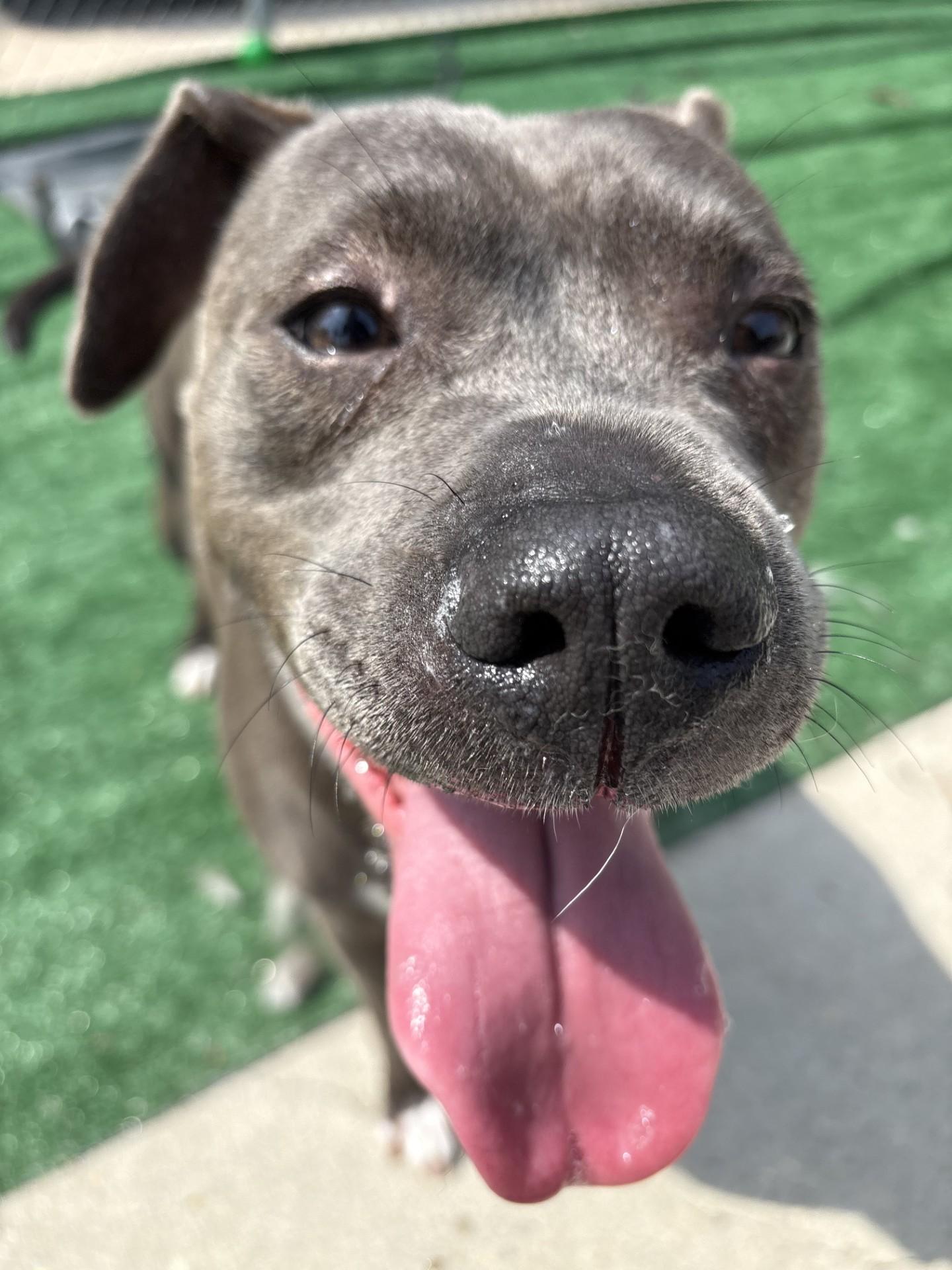 Cinder, a ADOPTABLE mixed breed in Ashland, VA image 4/4